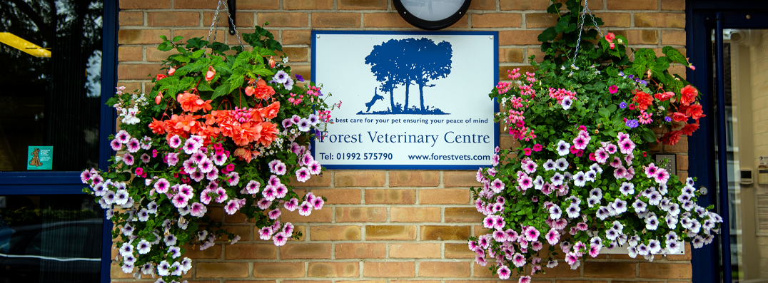 Forest Vets | Epping Vet Hospital 