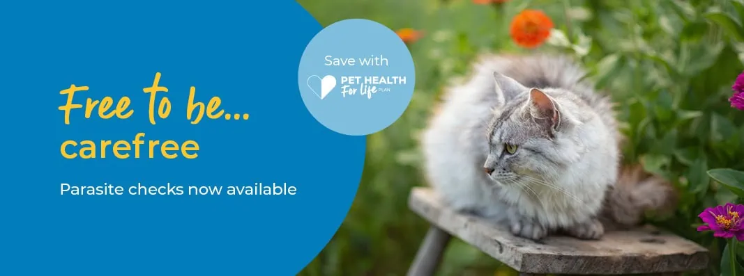 Cat Flea, Worm and Tick Treatment