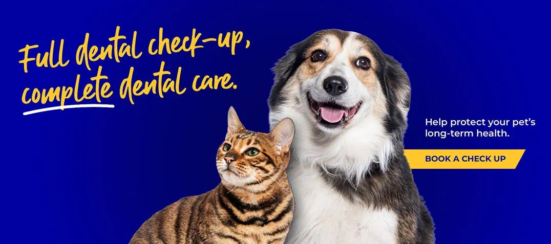 Forest Vets in Essex & London | Epping Vets | Harlow Vets
