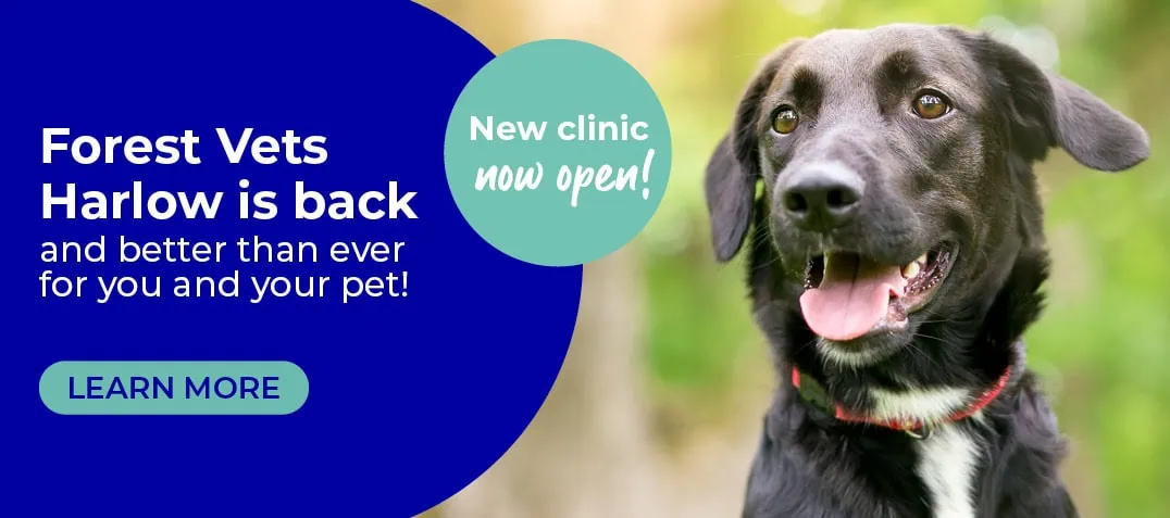 Forest Vets in Essex & London | Epping Vets | Harlow Vets
