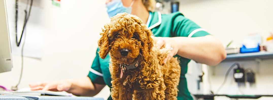 Kennel Cough Vaccine